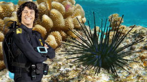 BBC科普英语真人动画Andy's Aquatic Adventures安迪的海底探险，适合0-10岁，全2季共30集，1080P高清视频带英文字幕，百度网盘下载！