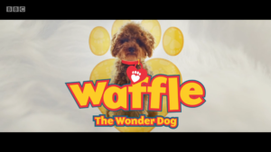 BBC英语纪录片Waffle the Wonder Dog神奇狗狗，适合0-10岁，全1-4季共60集，1080P高清视频带英文字幕，百度网盘下载！