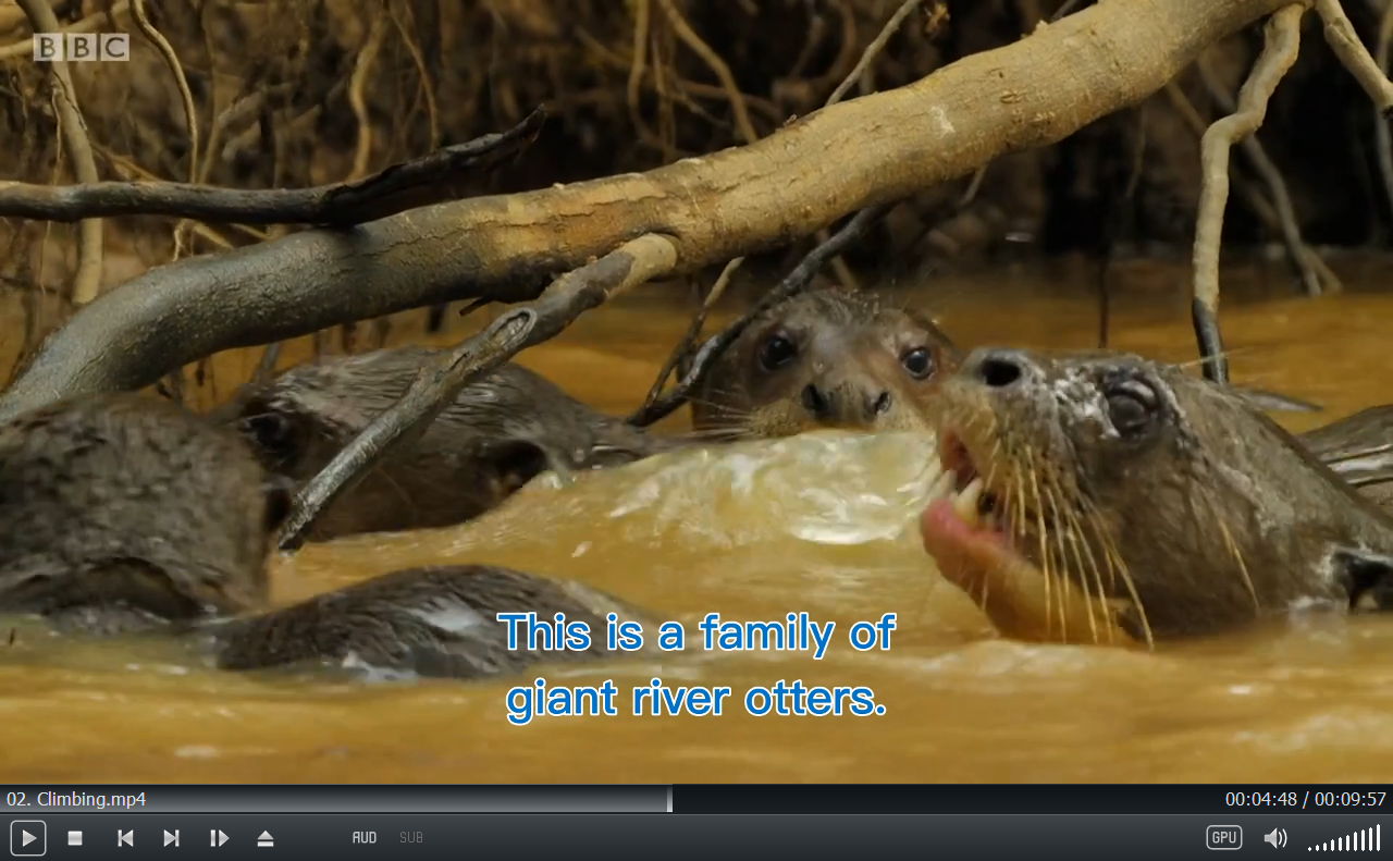 Andy's Baby Animals 图片17