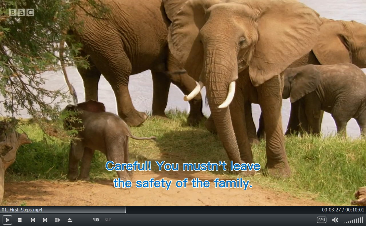 Andy's Baby Animals 图片19